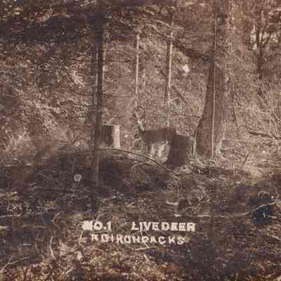 No. 1 Live Deer Adirondacks