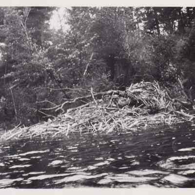 Beaver House at the Mouth of Fender Brook