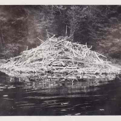 Beaver House on Mud Pond Across Pond from Reichard's camp.