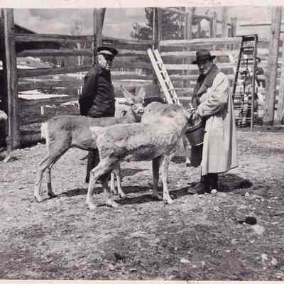 Feeding Reindeer Near Lake Placid Owned by a Dr. Coley, N.Y. City