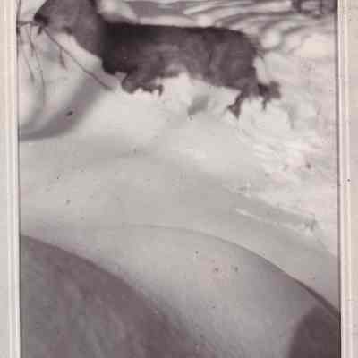 Dead Doe Spring 1926