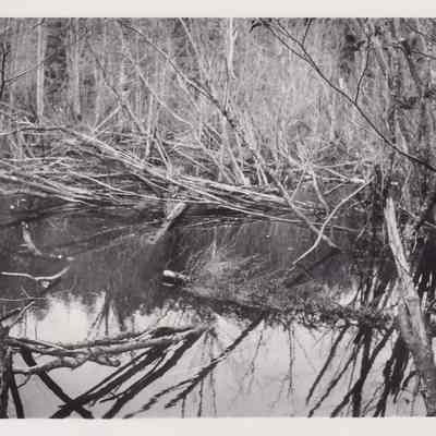 Back Flow of Beaver Dam on Ragged Lake