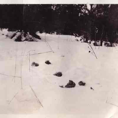 Wolf hunting by Fred Streever in vicitnity of Saratoga, N. Y. Winter 1936.