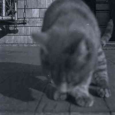 Negative, Sheet Film