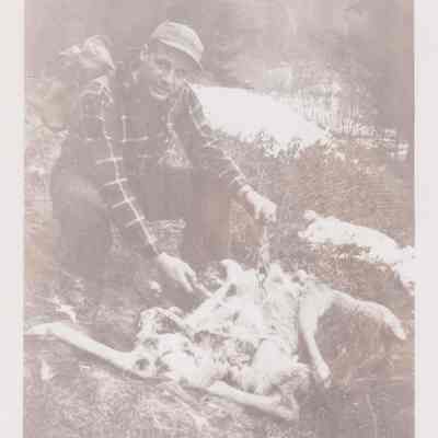 Deer Killed by Dogs
