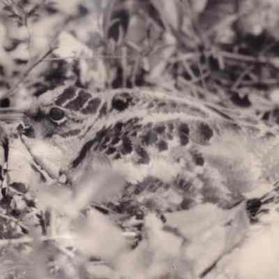 Woodcock on her nest.