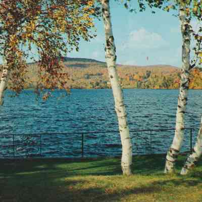 Lake Flower thru the White Birches