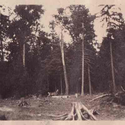 Deer No 2 Camp 1925