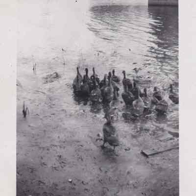 Photograph, Black-and-White