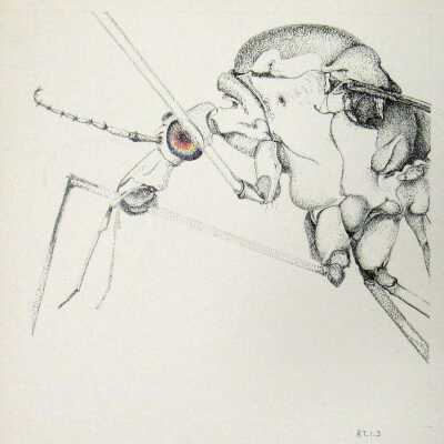 Crane Fly