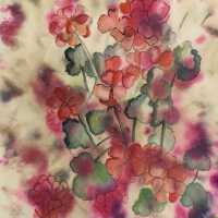          Geraniums picture number 1
   