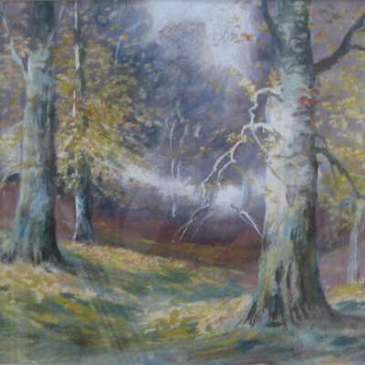 Beech Trees in Autumn
