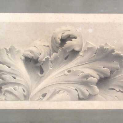 Untitled (Acanthus leaf)
