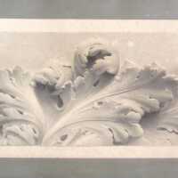 Untitled (Acanthus leaf)