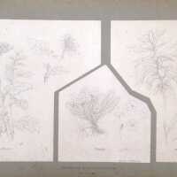 Untitled (Diagram of Plant Life)