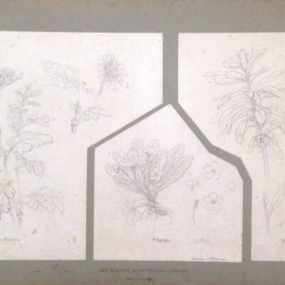 Untitled (Diagram of Plant Life)