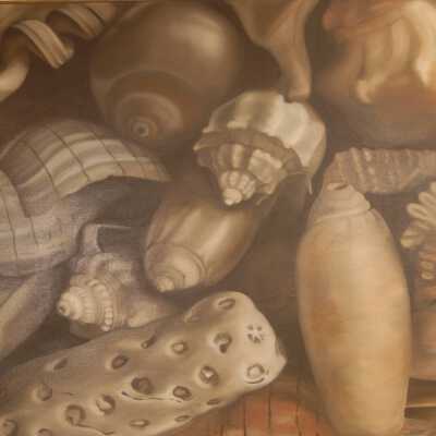 Shells