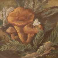          Gypsy Moth picture number 1
   