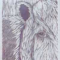 Bull
