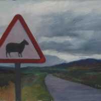 Caution! Sheep Crossing Study