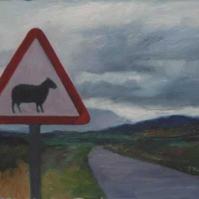 Caution! Sheep Crossing Study