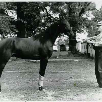 Hungerford, Pearle with horse