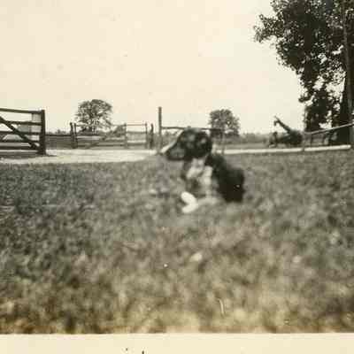 Border Collie on Grass Lawn