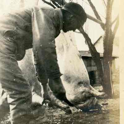 Unidentified Man & Hogs