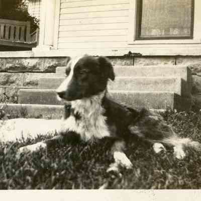 Border Collie on Grass Lawn