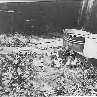 Outdoor shot; Hen & flock of chicks.