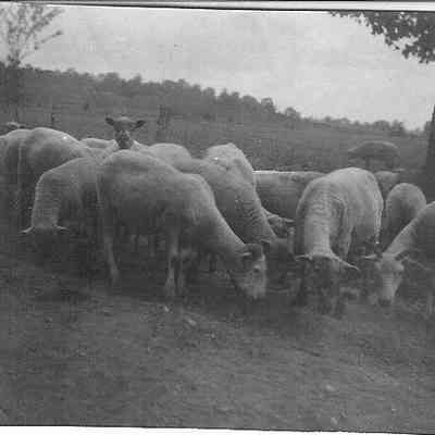 Outdoor shot; Flock of grazing sheep