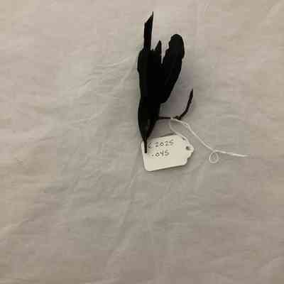 Feather as accessory