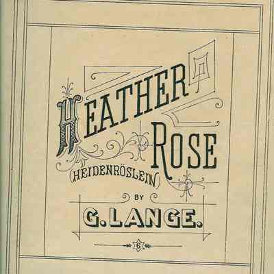 HEATHER, ROSE (HEIDENROSLEIN)