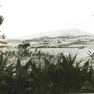 Horse in the Countryside