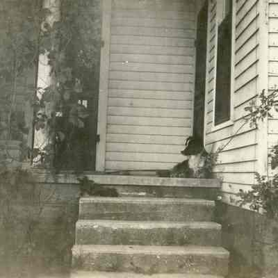 Border Collie on House Steps