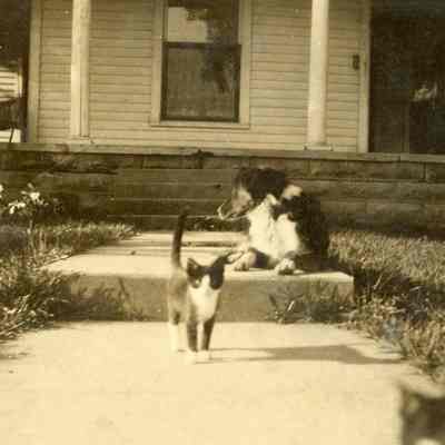 Border Collie & Two-Toned Cat