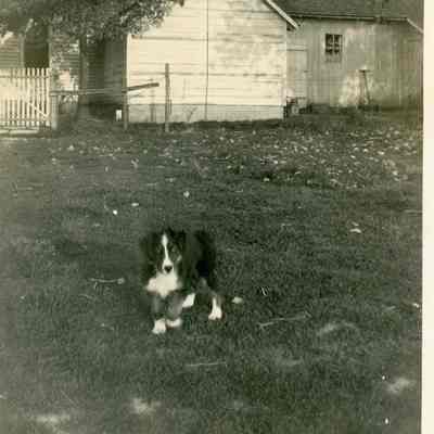 Border Collie on Grass Lawn