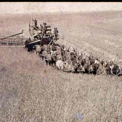 Horse-drawn Combine