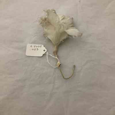 Feather as accessory