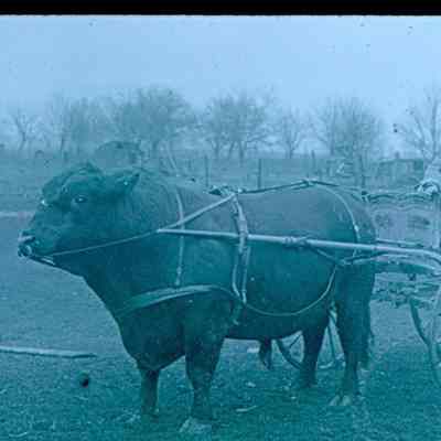 Bull Hitched to Buggy