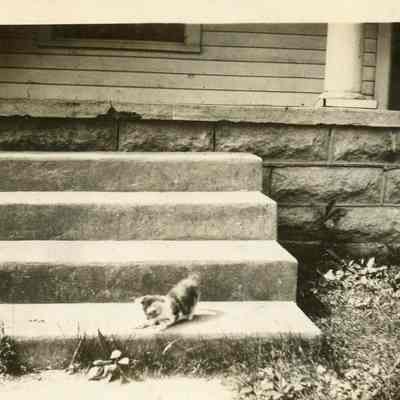 Kitten on Porch Steps