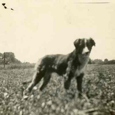 Border Collie in Field