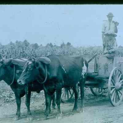 Oxen Hitched to Wagon