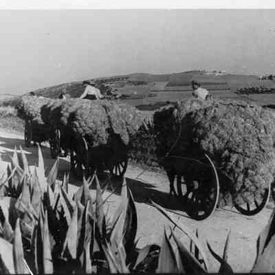 Wagon Loads of Crops
