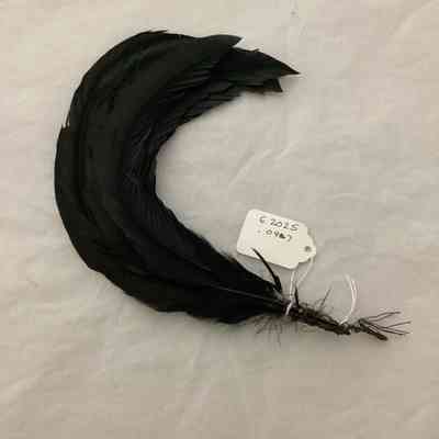 Feather as accessory