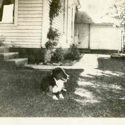Border Collie on Grass Lawn
