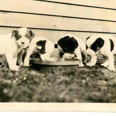 Puppies at Feeding Bowl