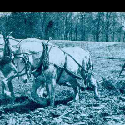 Horses and Plow