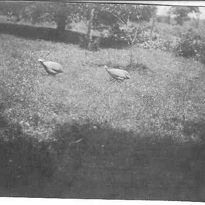 Outdoor shot; 2 guinea fowl