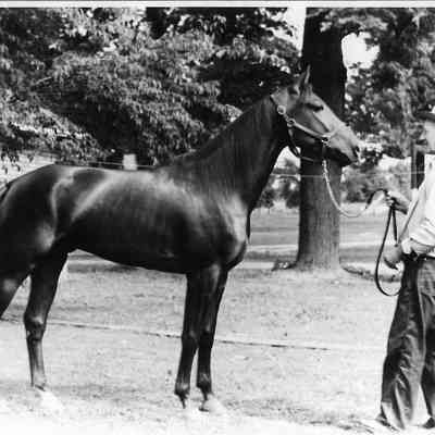 Hungerford, Pearle with horse